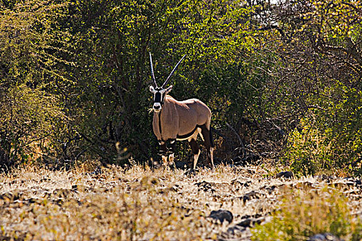 南非大羚羊,羚羊,觅食,灌木,埃托沙国家公园,纳米比亚