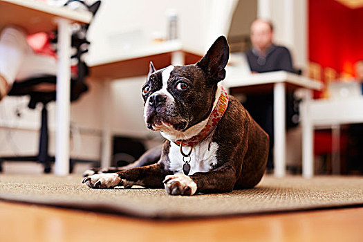 头像,好奇,狗,躺着,地毯,办公室