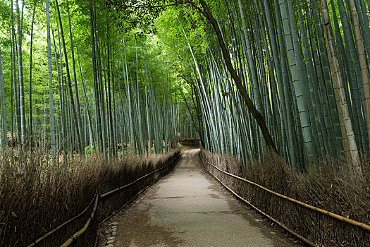 竹子,小树林,岚山,京都