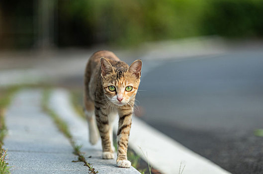 后院花园里玩耍的可爱猫眯