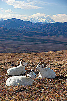 三个,野大白羊,公羊,休息,高,山,草地,麦金利山,背景,室内,阿拉斯加,秋天