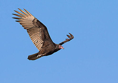 美洲鹫,红头美洲鹫,飞,德克萨斯,美国,北美
