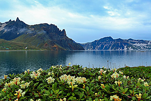 长白山天池高山花卉