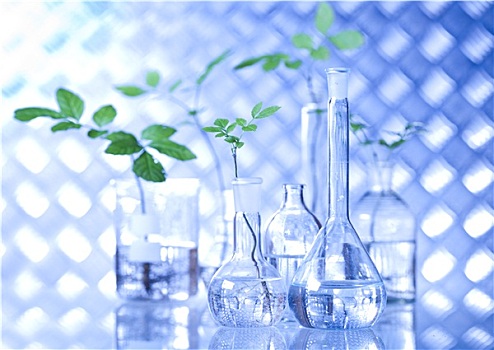 实验室器皿,转基因,植物