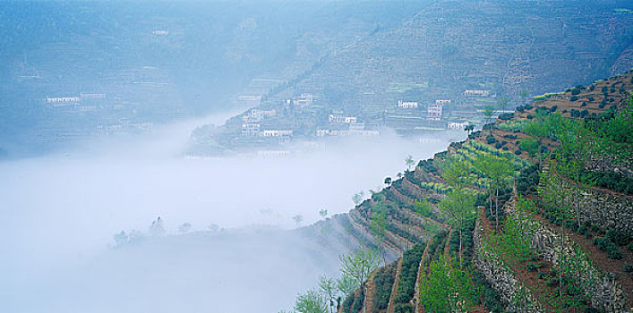 安徽歙县鱼鳞坝茶园