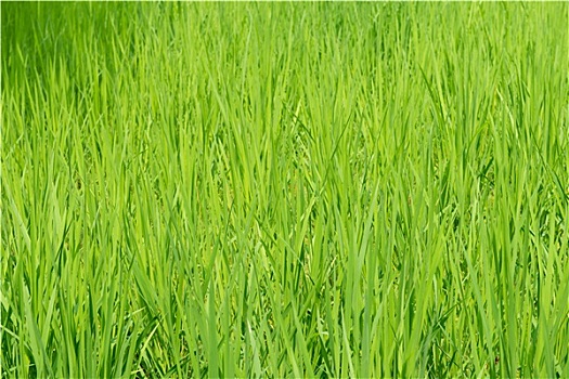 绿色,稻田,背景