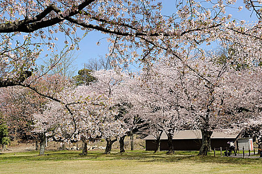 日本,京都,二条城,花园,樱桃树,开花