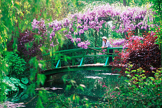 法国,莫奈花园,女人,桥,紫藤,盛开