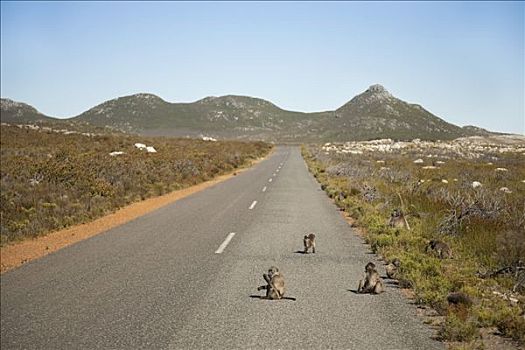 大狒狒,坐,公路,开普角,南非