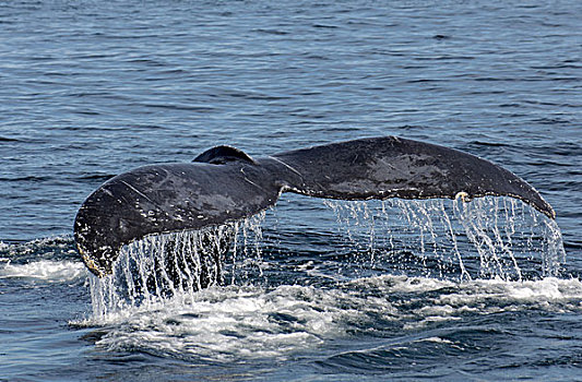 驼背,鲸,成年,尾部,准备,下加利福尼亚州,墨西哥,北美