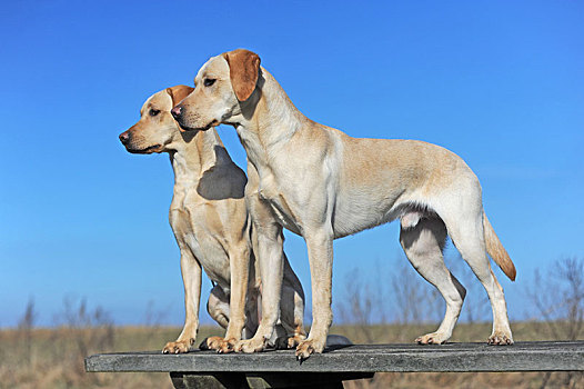 两个,拉布拉多犬,黄色,雄性,雌性,奥地利,欧洲