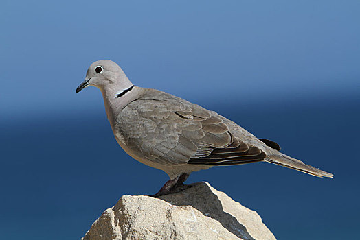 鸽子,栖息,石头,富埃特文图拉岛,加纳利群岛,西班牙,欧洲
