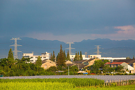 稻田,水稻,房子,民居,村庄,家园