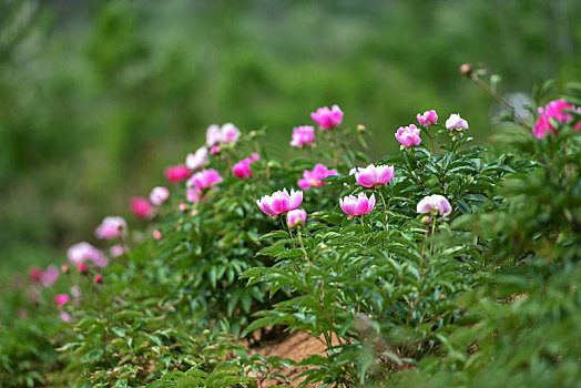 芍药花开,娇艳柔美