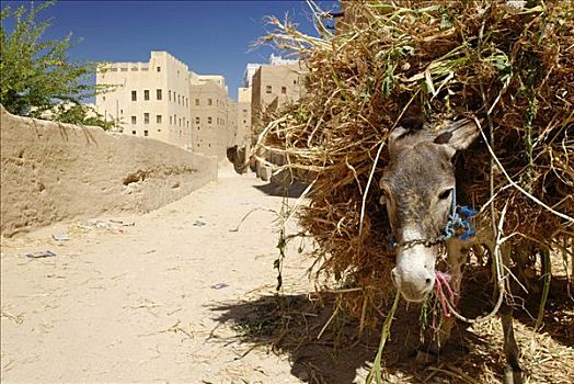 驴,装载,黍,历史名城,中心,哈德拉毛,也门,阿拉伯,阿拉伯半岛,中东