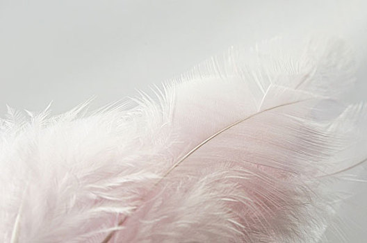 淡色调,粉色,羽毛