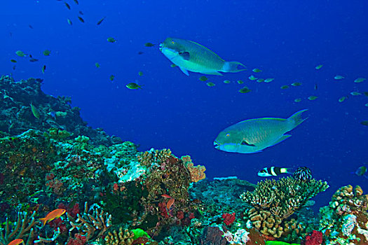 鹦嘴鱼,靠近,斐济,南太平洋