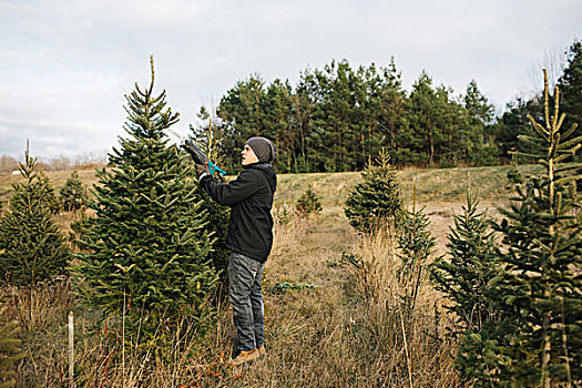男人,选择,树,圣诞树园,安大略省,加拿大