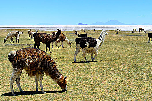 放牧,美洲驼,喇嘛,盐湖,乌尤尼盐沼,波托西地区,玻利维亚,南美