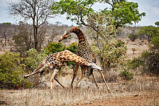 南方,长颈鹿,争斗,雄性,克鲁格国家公园,南非,非洲