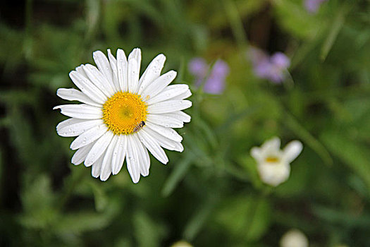 菊花,白花,春天,花朵,娇美,容颜,0153
