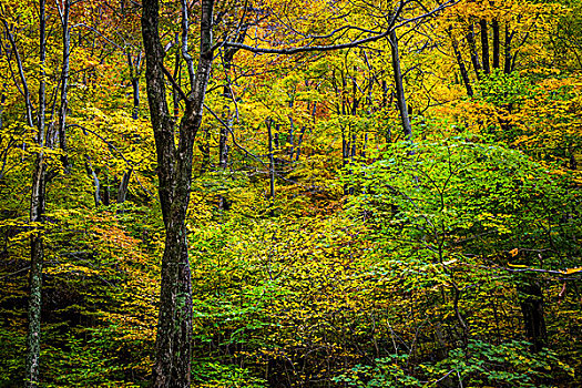 秃树,树林,叶子,佛蒙特州,美国