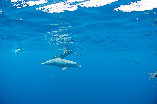 海洋生物