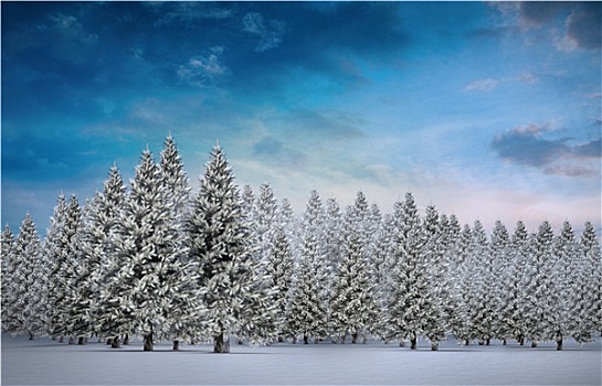 冷杉,树林,雪景