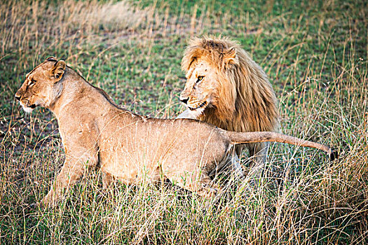 求爱,狮子,塞伦盖蒂国家公园,坦桑尼亚