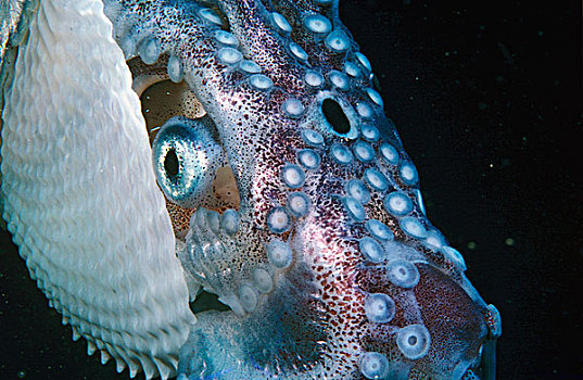 纸,鹦鹉螺,嘴,眼,菲利普港湾,维多利亚,澳大利亚