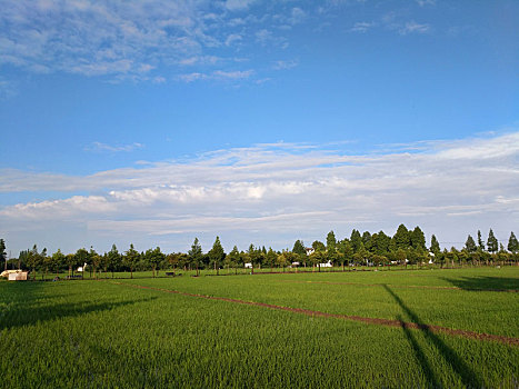 水乡稻田,田园风光,夏日乡村