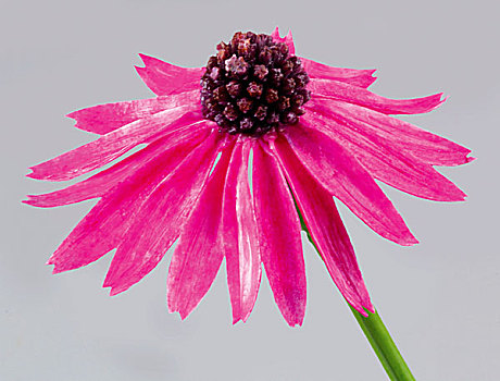 紫锥菊,花