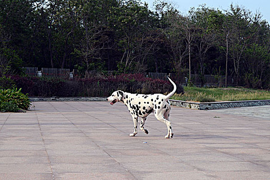 南戴河,戴河庭院,庭院,绿化,植被,环境,优雅,安静,狗,斑点狗,动物,宠物