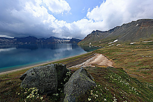 长白山高山杜鹃