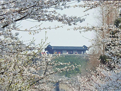 横图粉色自然春天盛开樱花季节花