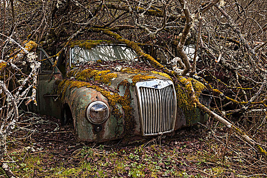 老古董,正面,废弃物,汽车,繁茂,树,瑞典,欧洲