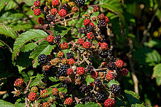英格兰,北约克郡,野外,黑莓,悬钩子属植物