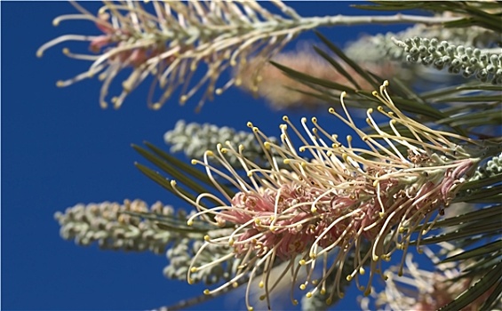 粉花,澳大利亚,银桦属,植物