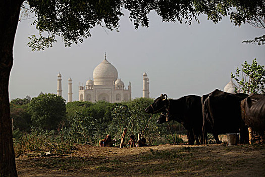 印度,家族,制作,泥,砖,靠近,母牛,泰姬陵,阿格拉