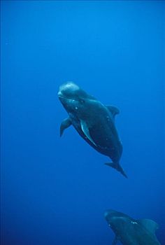 大吻巨头鲸,短肢领航鲸,肖像,展示,证据,甜饼模子,鲨鱼,夏威夷