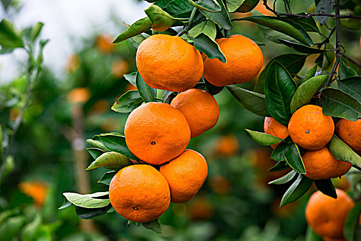 柑橘,桔子,橘子,果实
