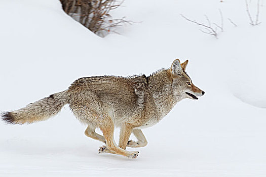 丛林狼,犬属,雪中,南方,蒙大拿