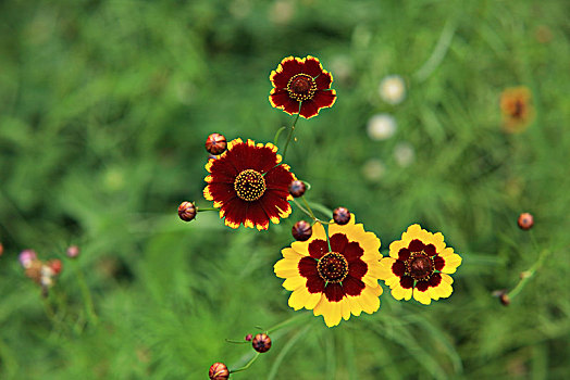 两色金鸡菊