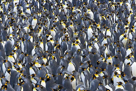 帝企鹅,栖息地,拥挤,鸟,孵卵,蛋,防护,小,幼禽,靠近,海洋,海滩,早,秋天,露脊鲸湾,南乔治亚,南大洋,南极辐合带
