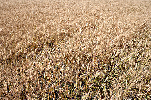 特写,小麦,地点,艾伯塔省,加拿大