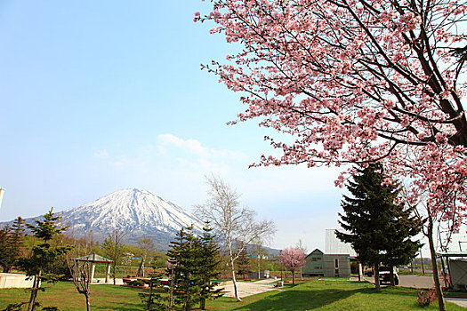 樱花,纪念公园