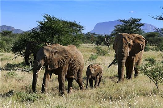 非洲,灌木,大象,非洲象,母牛,幼兽,公牛,走,萨布鲁国家公园,肯尼亚