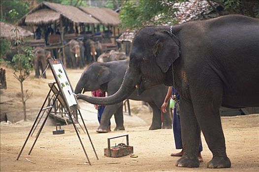 泰国,清迈,大象,展示,绘画,象鼻