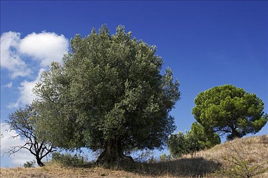橄榄树,欧橄榄,北方,希腊,欧洲