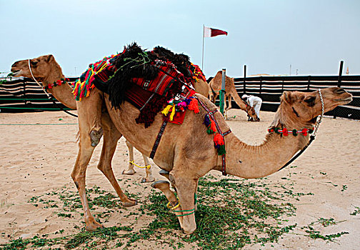 骆驼,文化活动,多哈,卡塔尔,展示,传统,技能,旗帜,背景